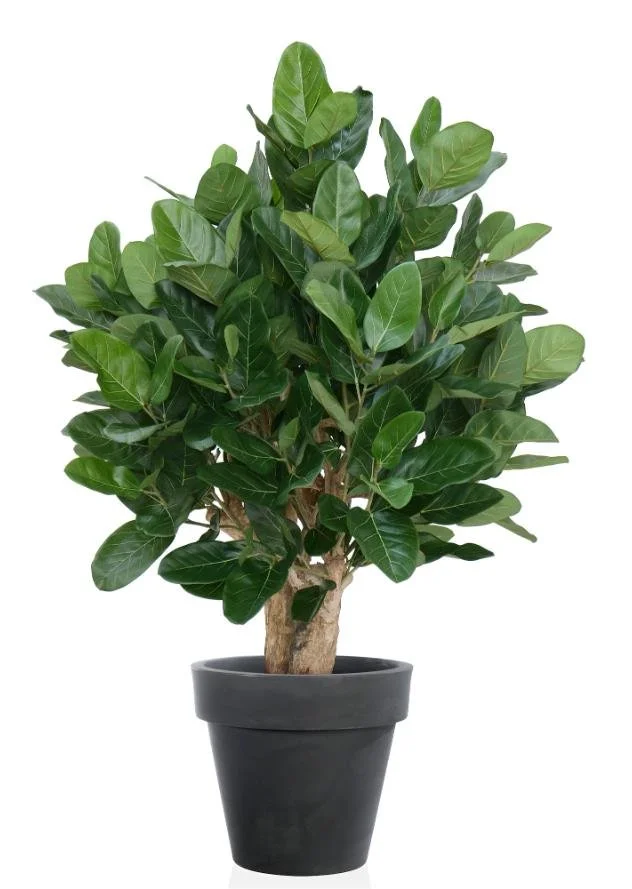 Poluveštački fikus Audrey Robusta 150cm