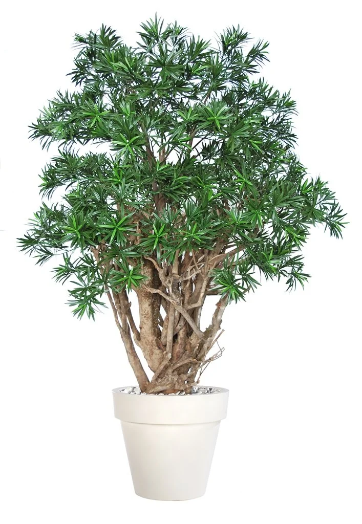 Poluveštački podokarpus Robusta 170cm