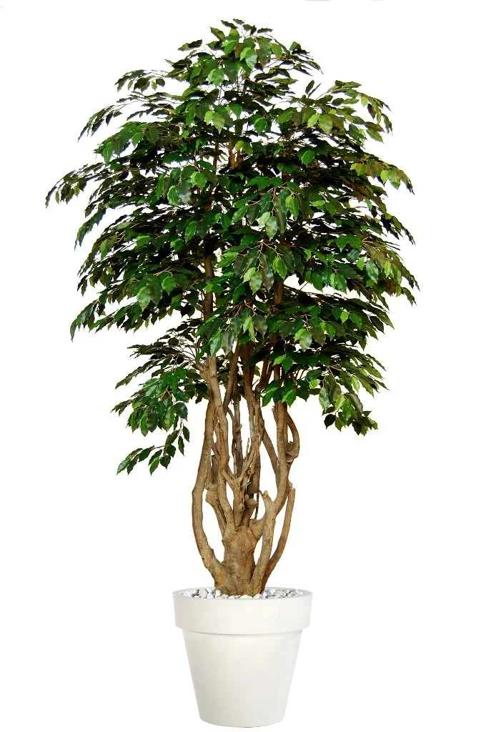Poluveštački fikus Exotica Malabar Lux 250cm