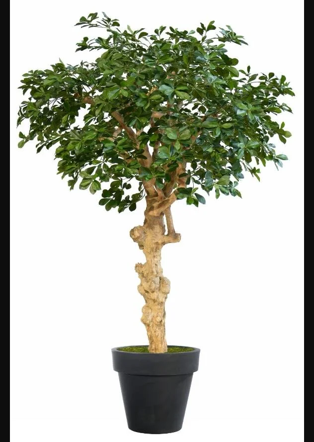 Poluveštačka buksifolija Nidra 220cm