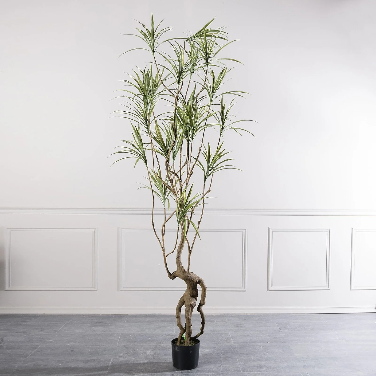 Veštačka dracaena Sanderiana 250cm