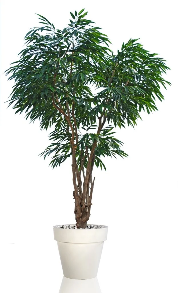 Poluveštačka longifolija Malabar Lux 250cm