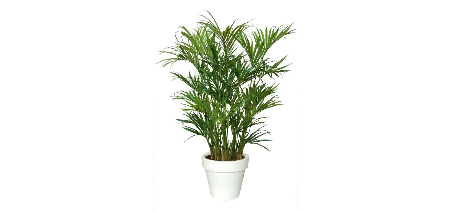 Poluveštačka kentija palma Lux x3 200cm