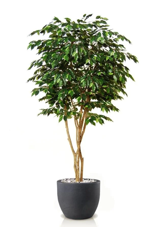 Poluveštački fikus Exotica Designer 220cm