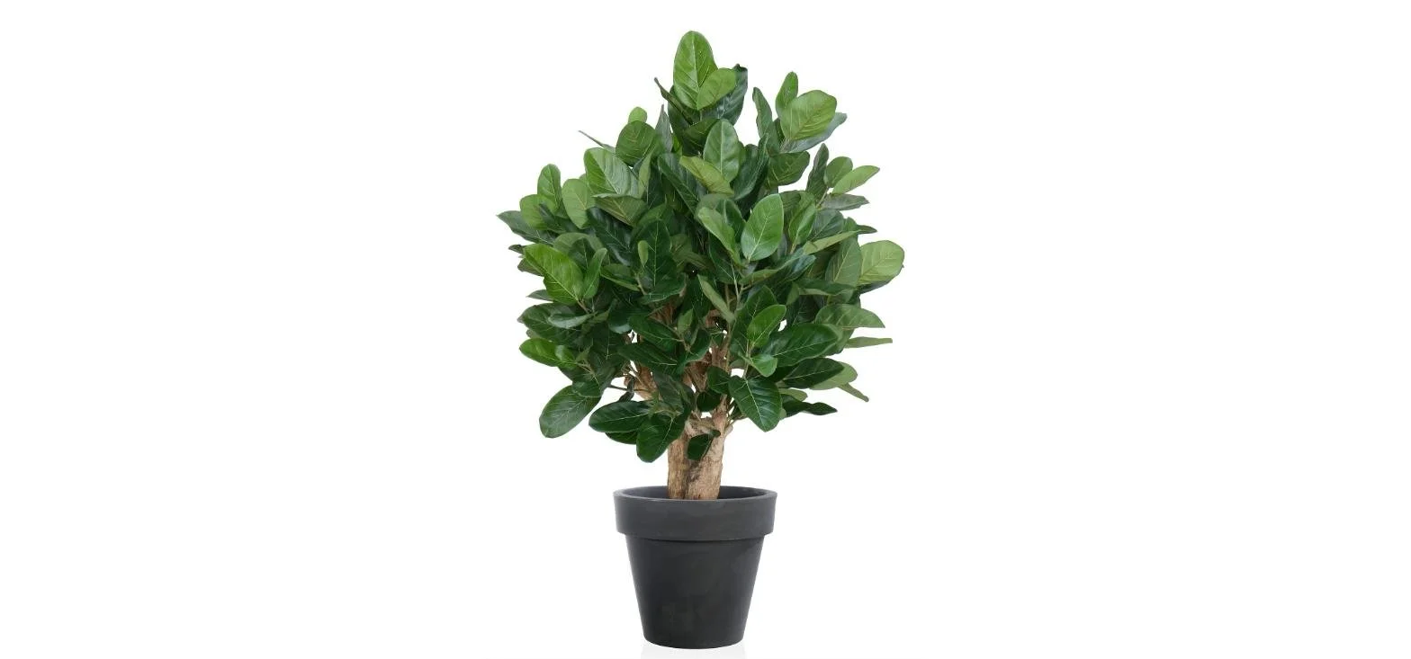 Poluveštački fikus Audrey Robusta 150cm