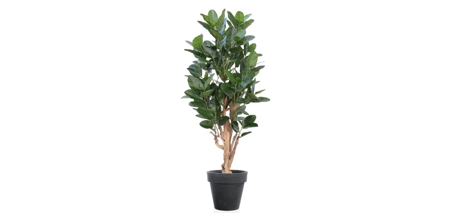 Poluveštački fikus Audrey Queen 200cm