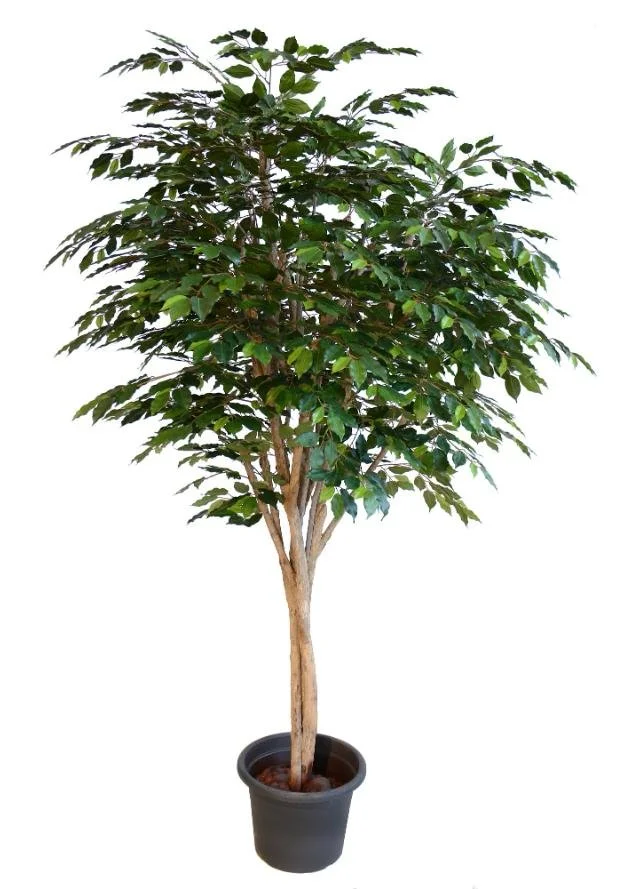 Poluveštački fikus Exotica Designer 220cm