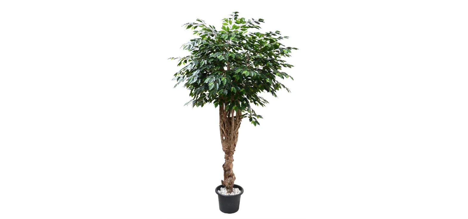 Poluveštački fikus Exotica Smart 240cm