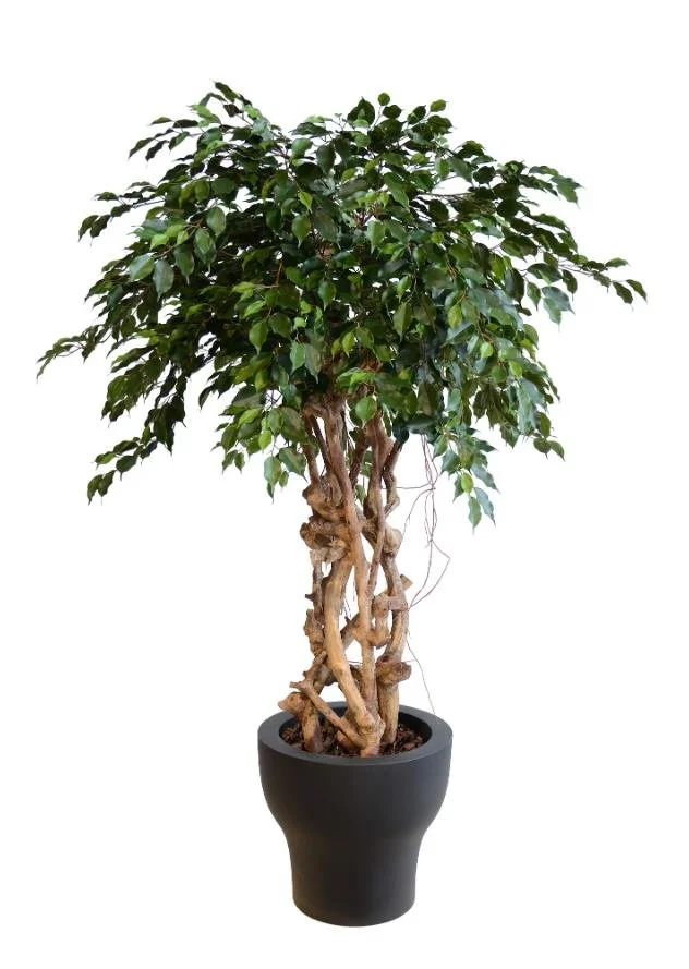 Poluveštački fikus Silver Java 160cm