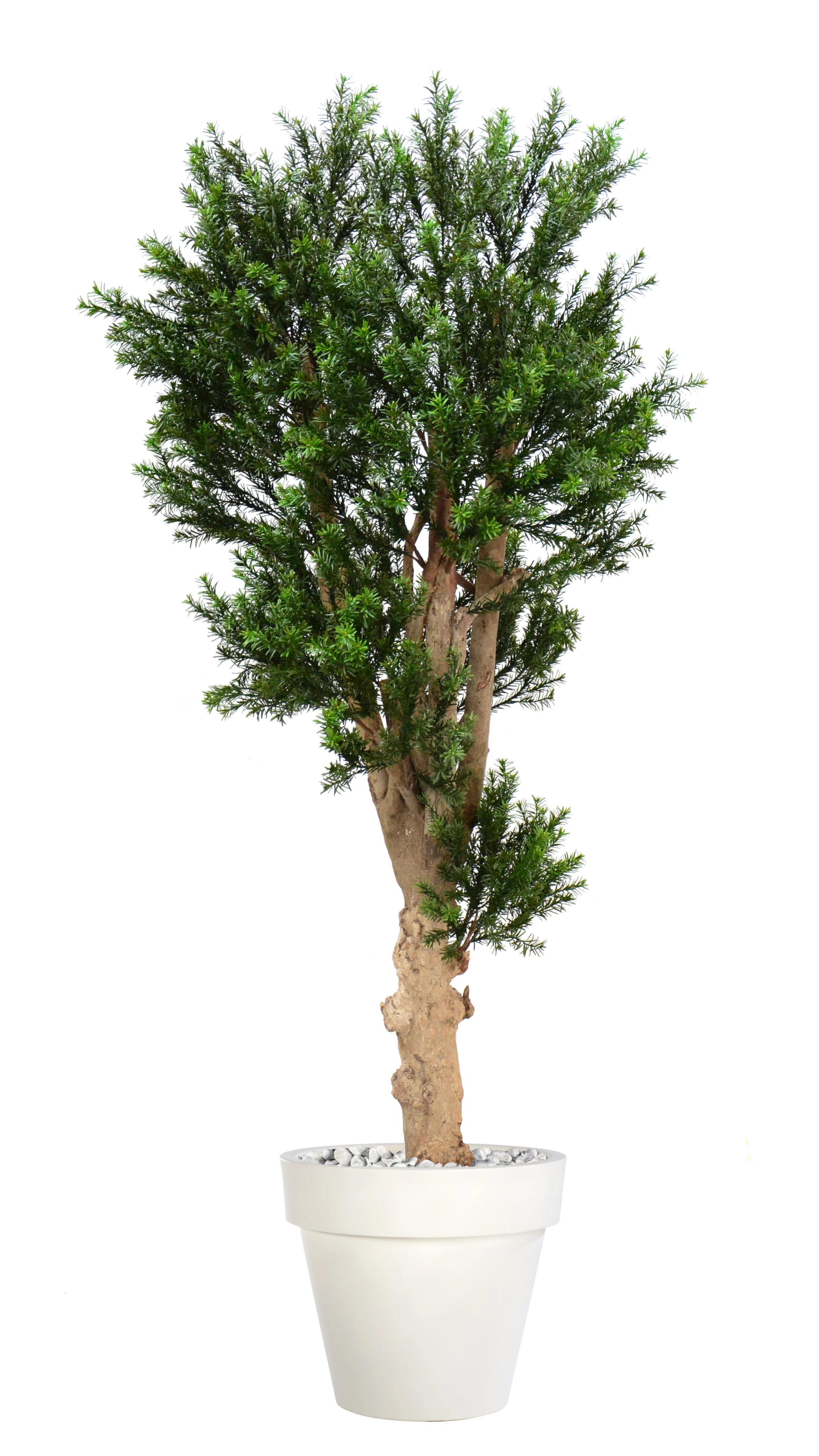 Poluveštačka tisa Taxus Smart 180cm