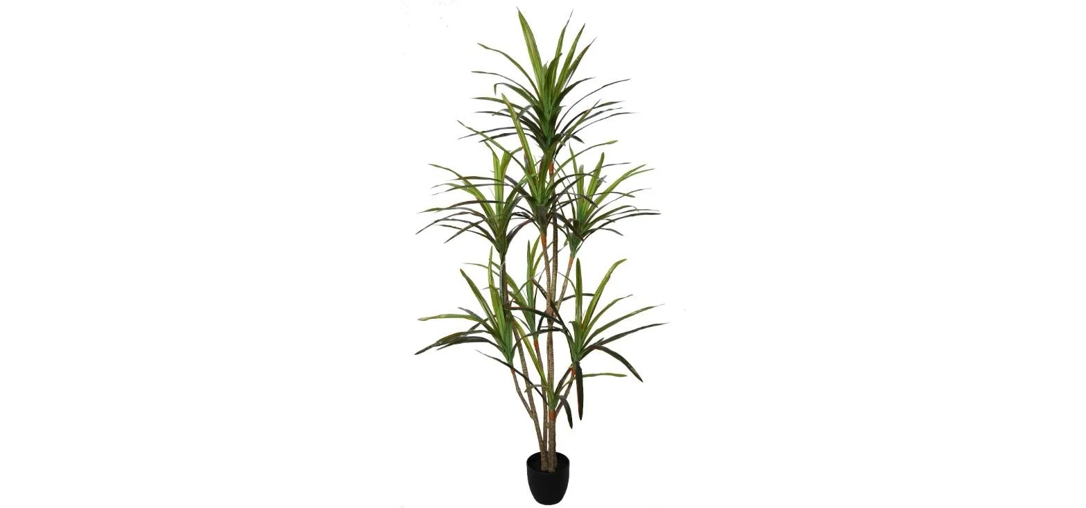 Poluveštačka drakena Marginata Bicolor Bush 190cm