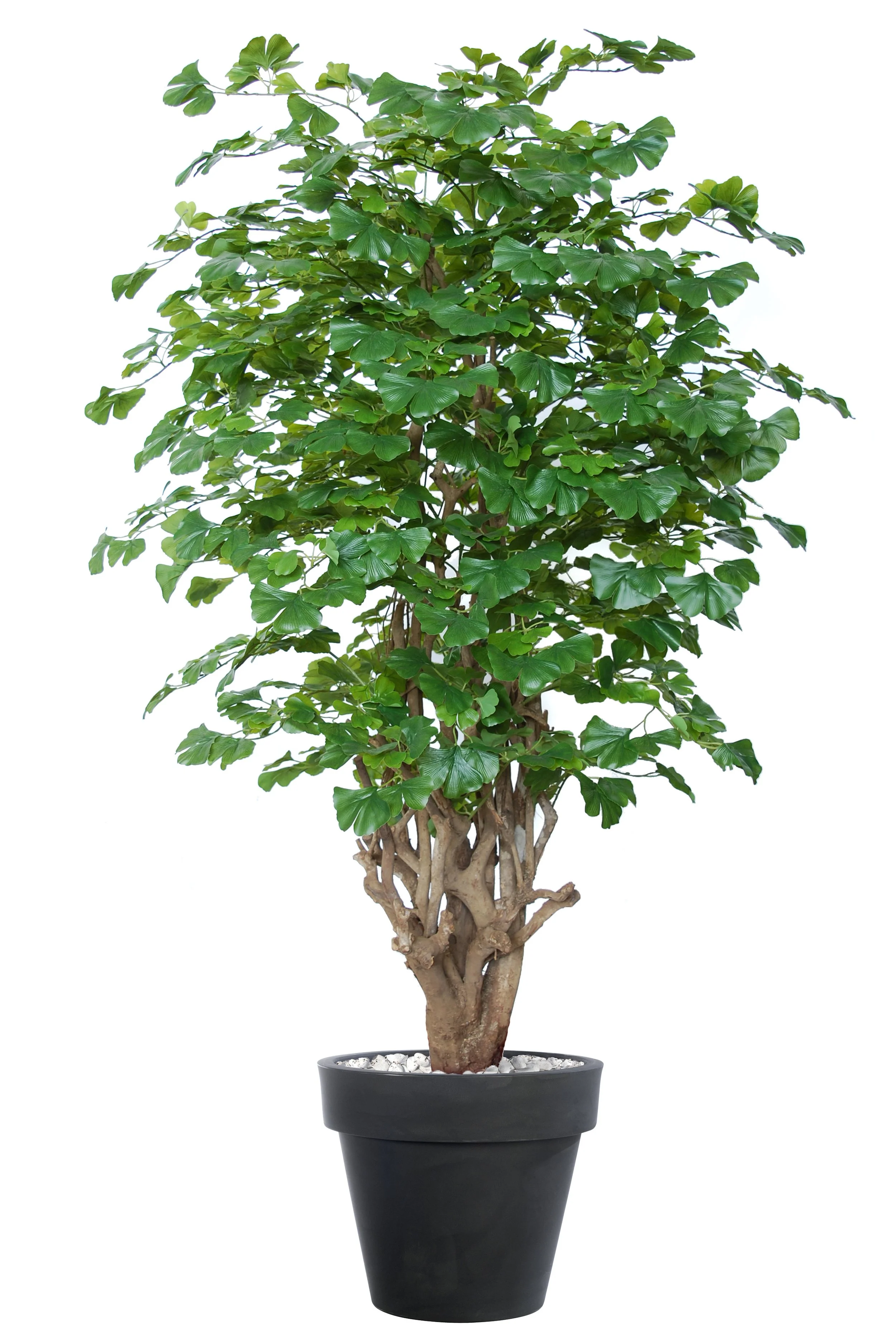 Poluveštački ginko Malabar 180cm