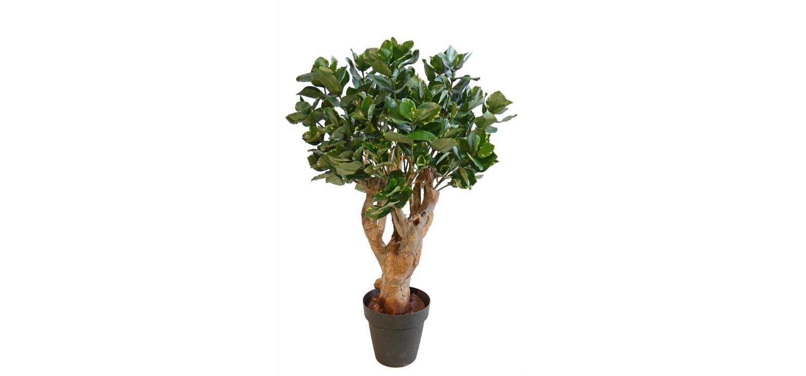Poluveštačka kluzija Robustina 110cm