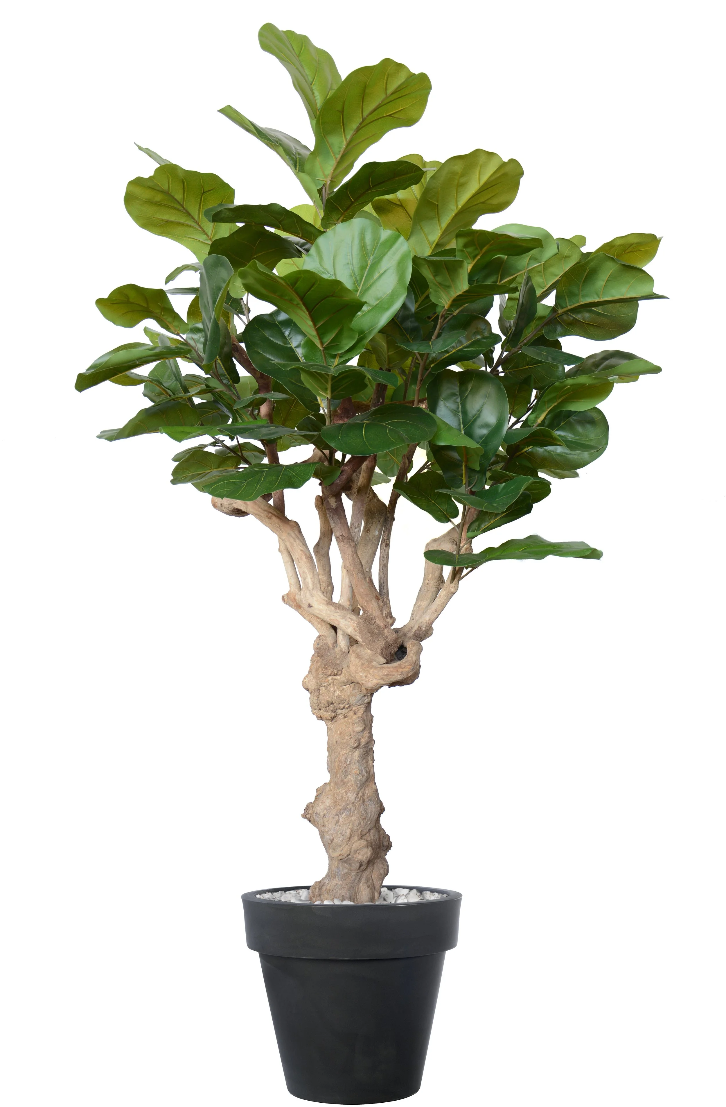 Poluveštački fikus Lyrata Nidra 220cm