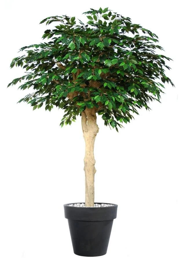 Poluveštački fikus Exotica Nidra 250cm