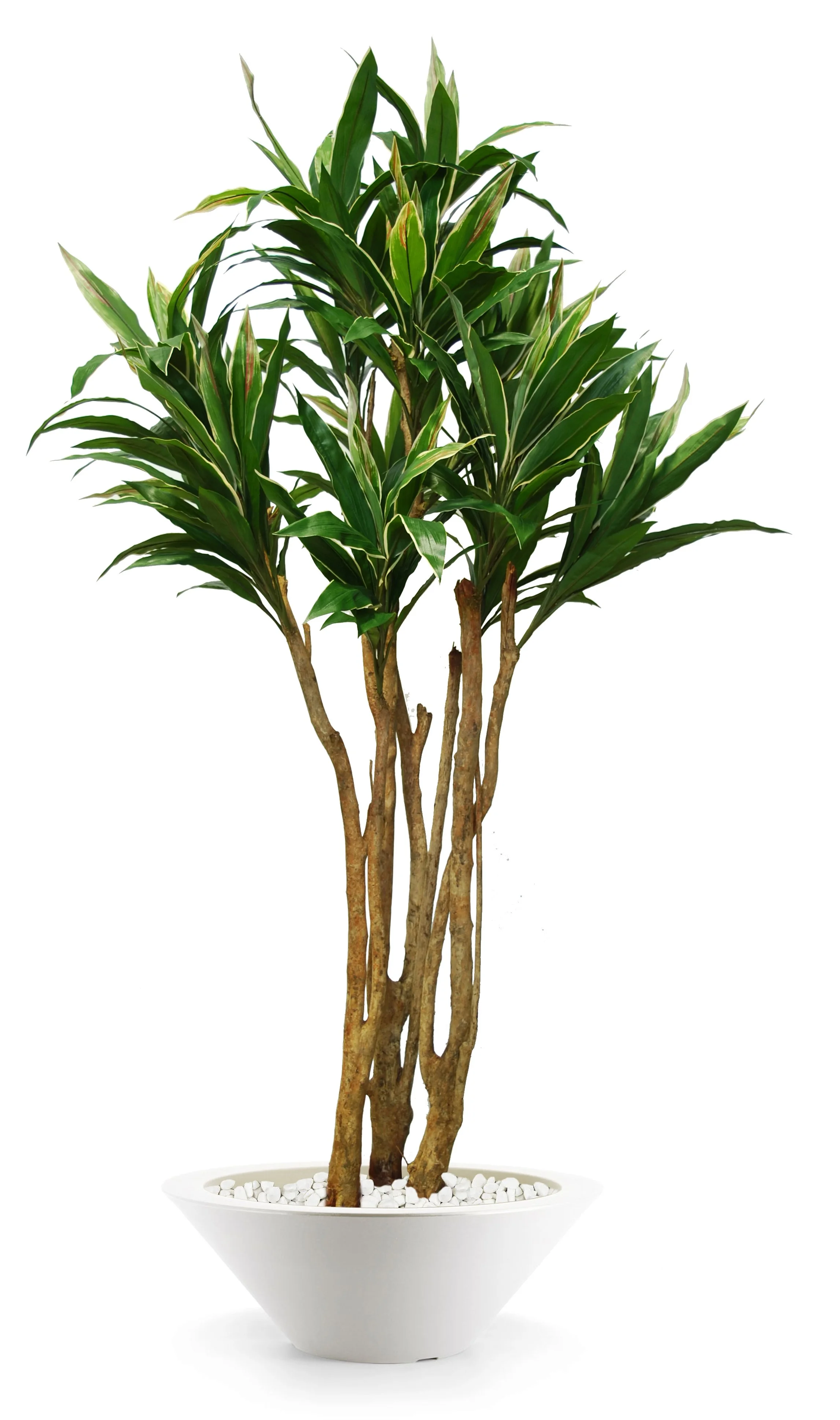 Poluveštačka kordilina Florida šarena 240cm