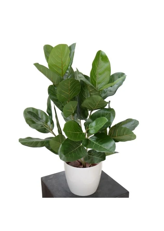 Poluveštački fikus Audrey Bush 80cm