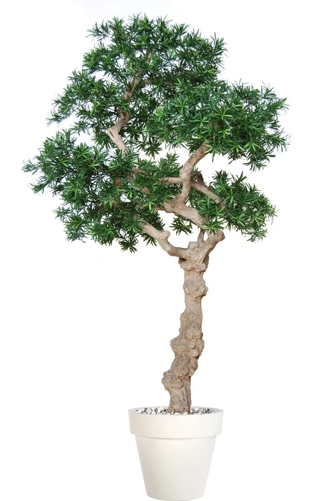Poluveštački podokarpus Nidra 250cm