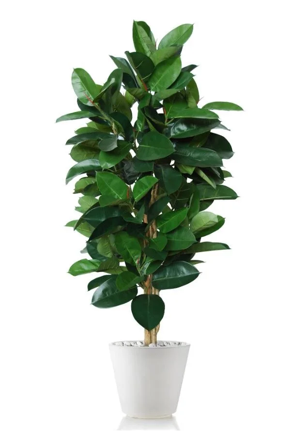 Poluveštački fikus Elastica 170cm