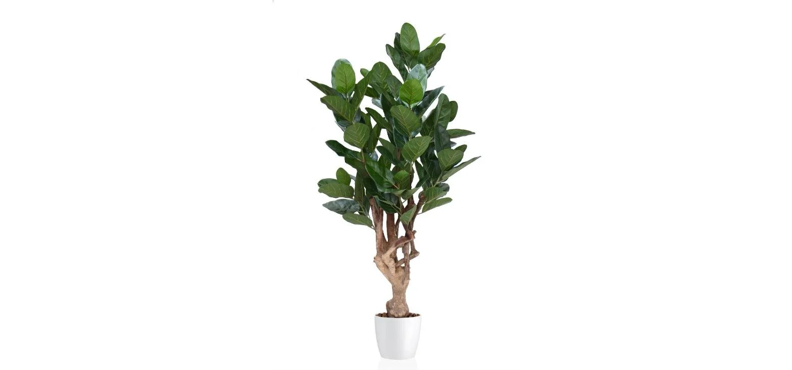 Poluveštački fikus Audrey Crown Mini 150cm