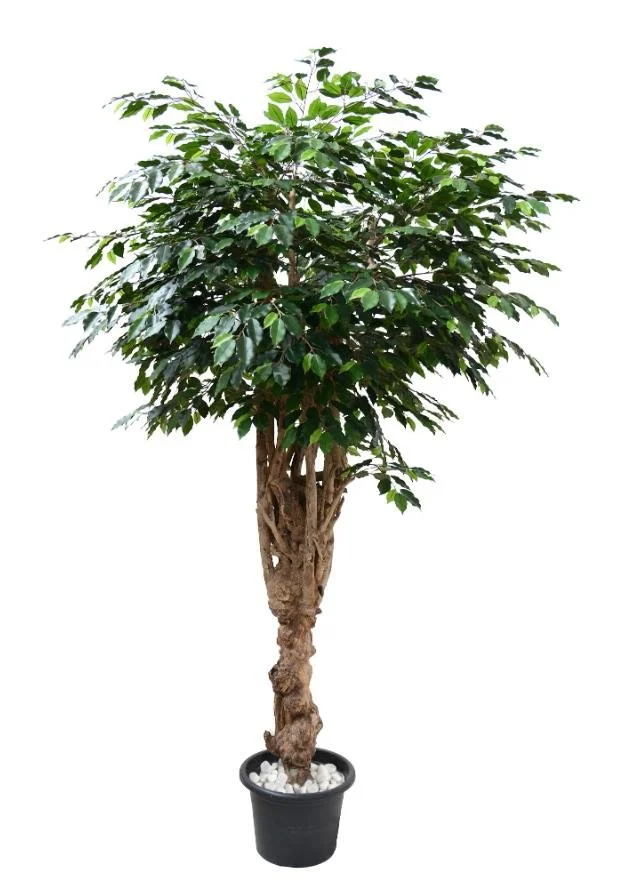 Poluveštački fikus Exotica Smart 240cm