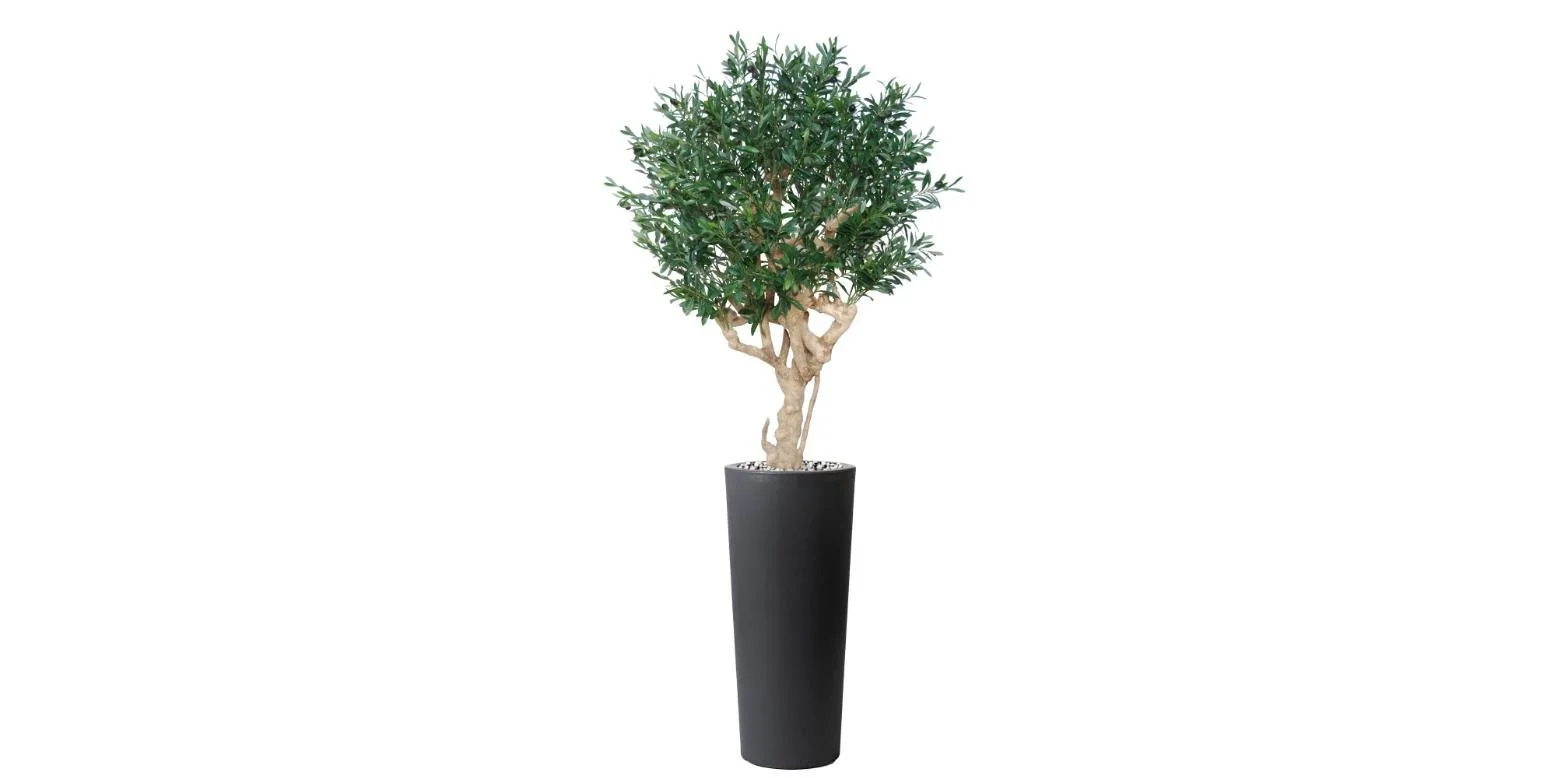 Poluveštačka maslina Crown 150cm
