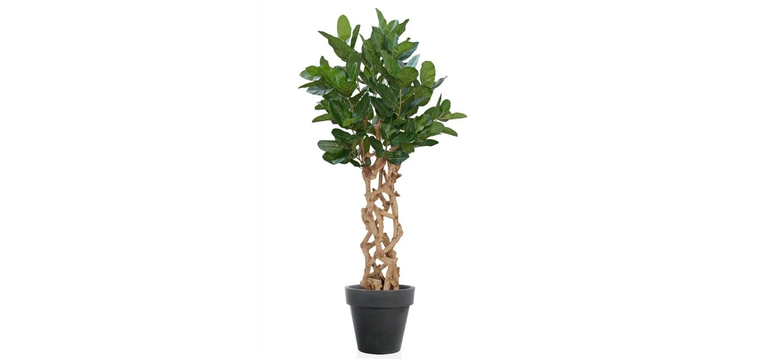 Poluveštački fikus Audrey Java 200cm