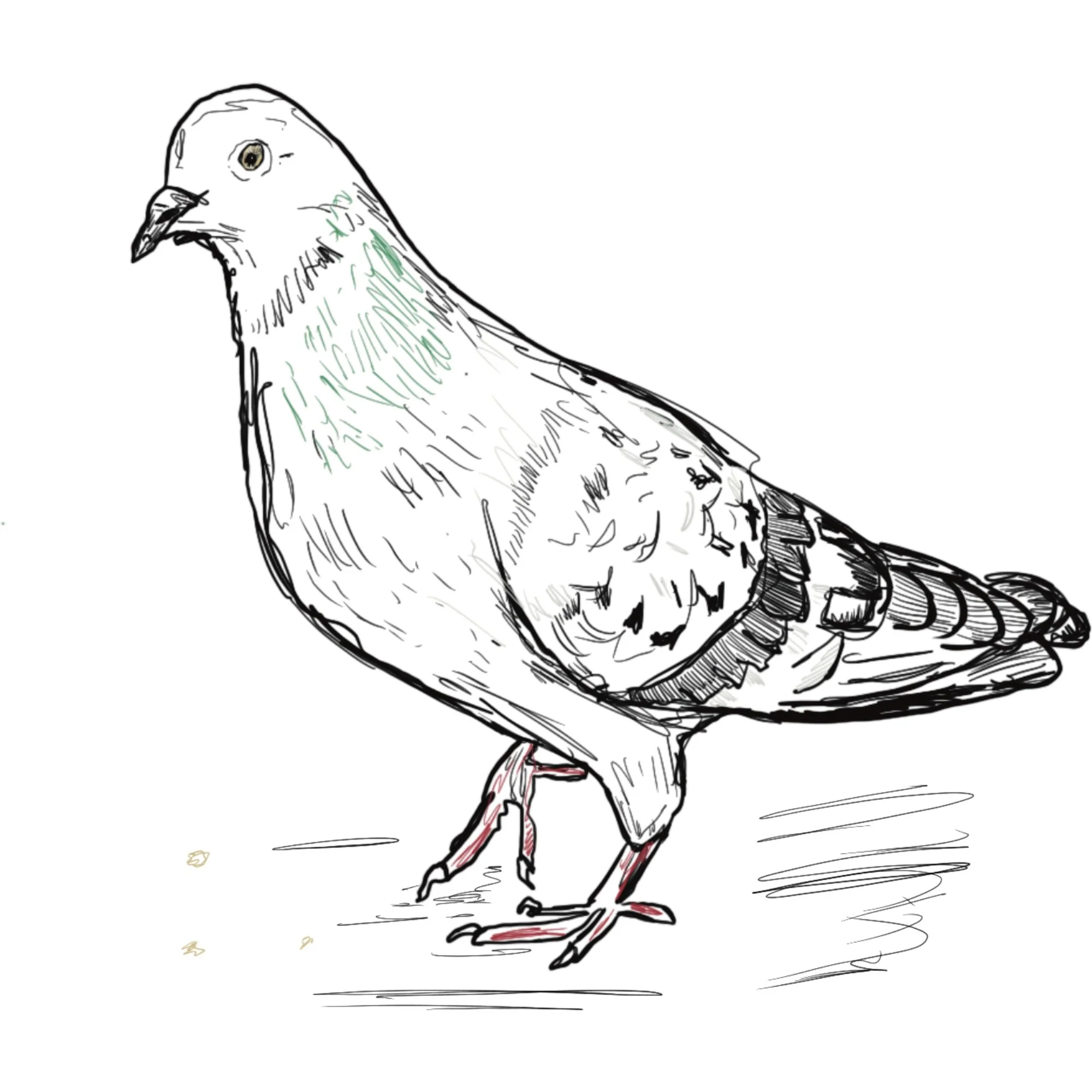 A hand-drawn illustration of a pigeon standing on the ground, facing to the left.