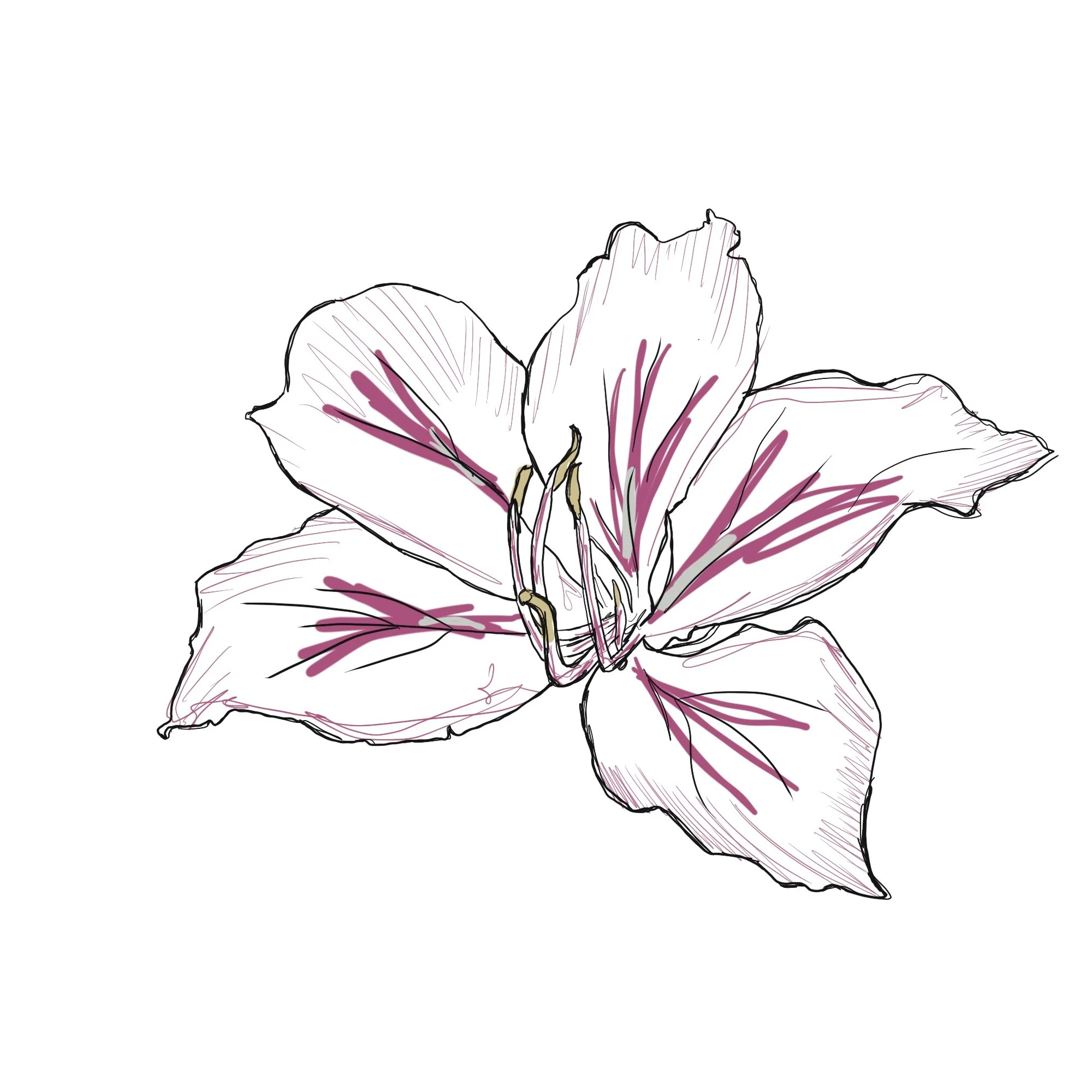 A line drawing of a pink and white lily flower with black outlines on a white background.