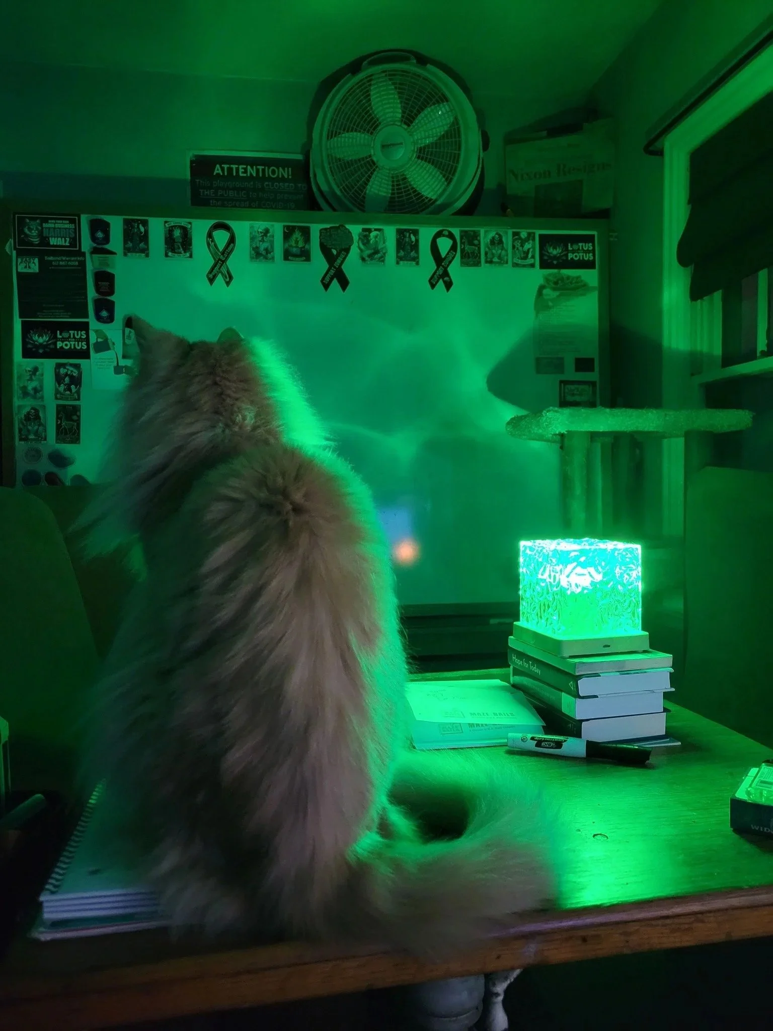 Gus, my orange cat, contemplating a nearly-clear of tasks Kreizler and Moore, my dry erase board. The board has many magnets, but almost no tasks.