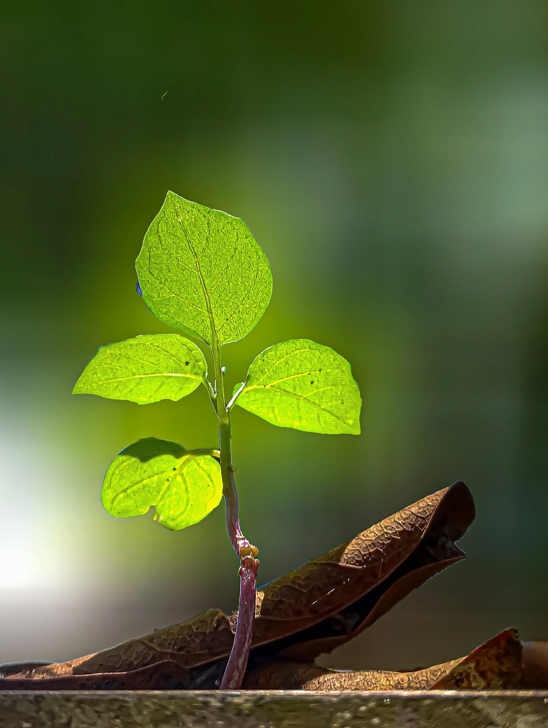 Close-up of a green plant with a thin stem and small, bright leaves, against a blurred green background.