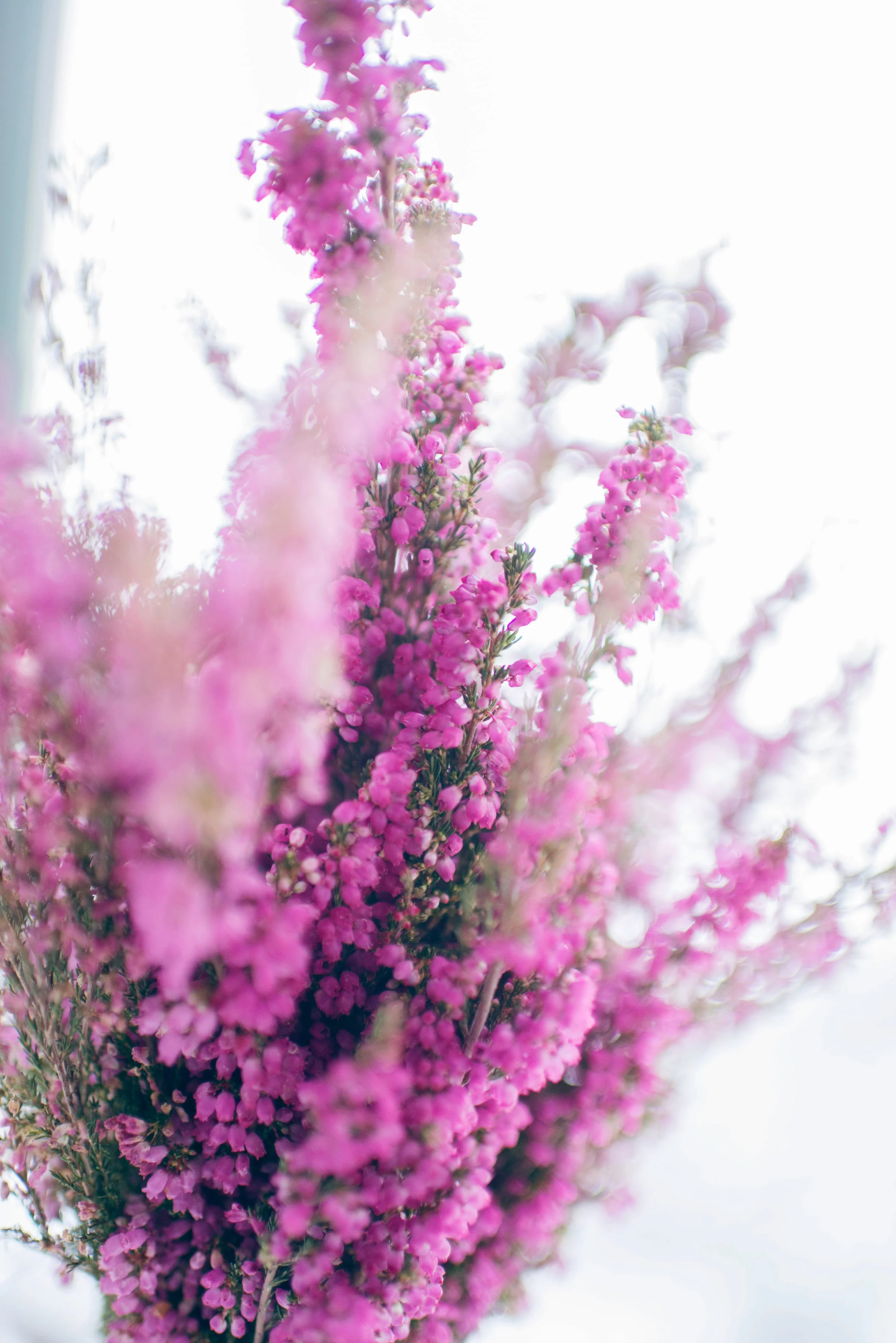Close-up of pink and purple flowers on a tall plant against a bright sky.