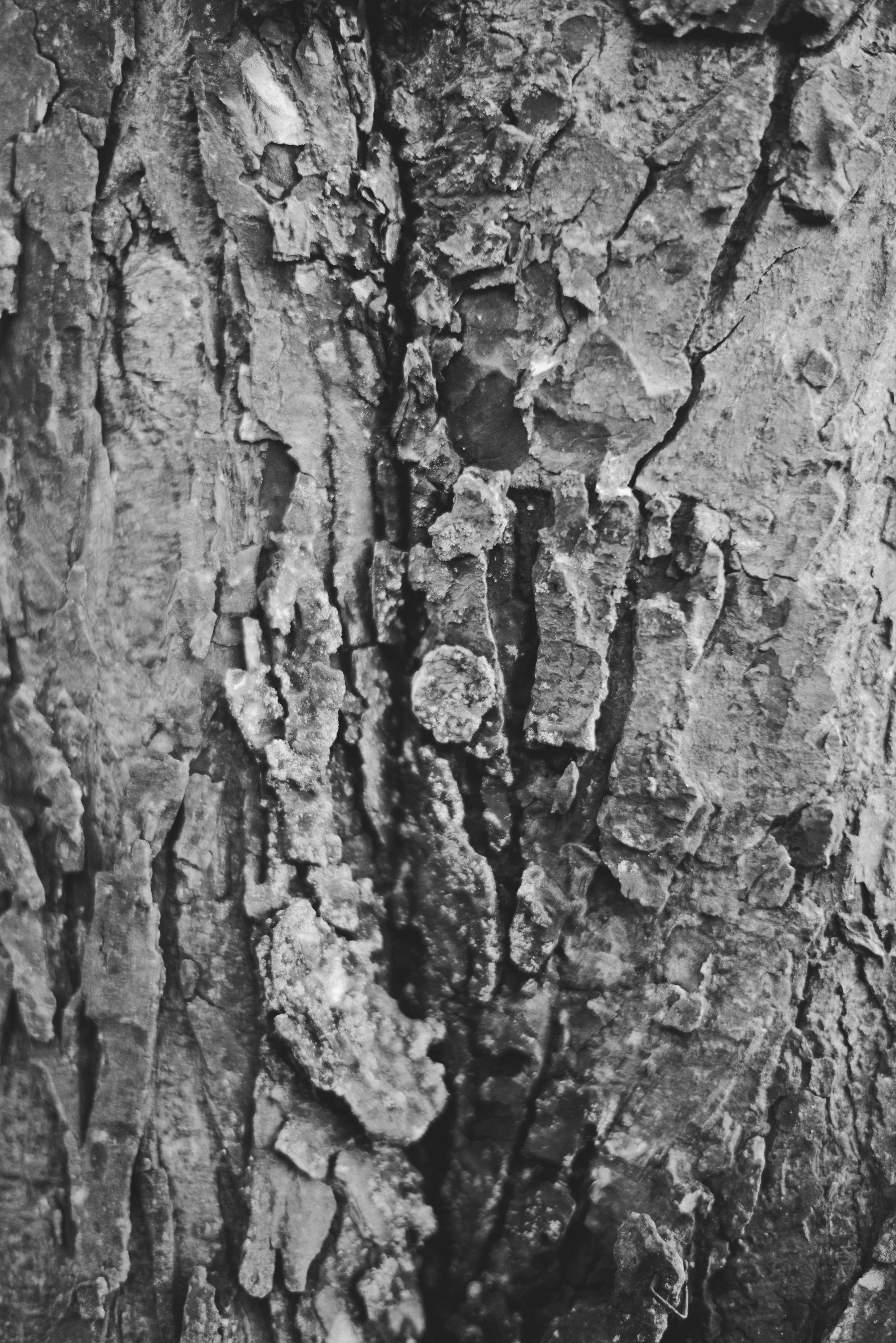 Close-up view of the rough bark of a tree with deep grooves and textured surface.