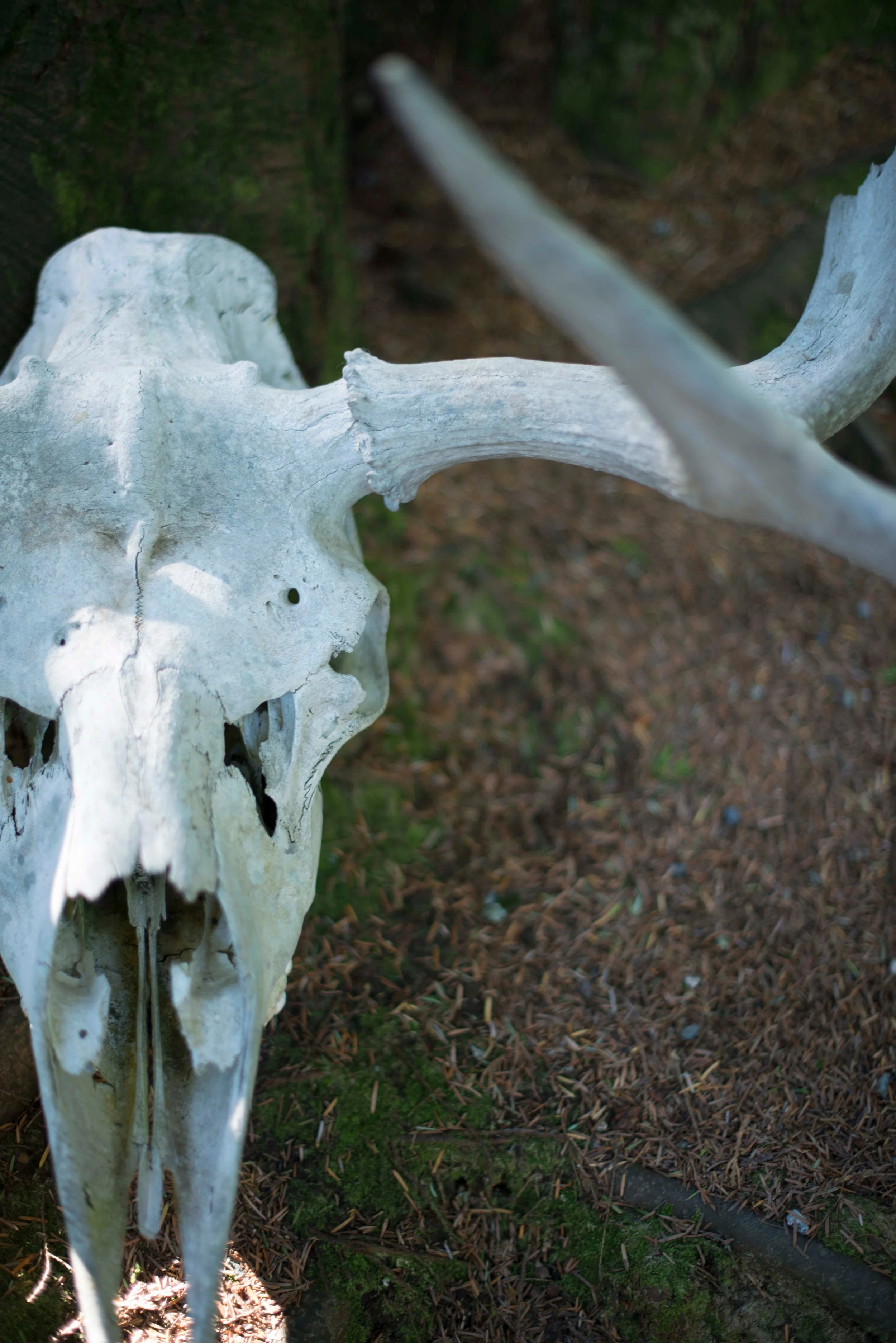A close-up view of an animal skull, possibly a deer, mounted on a wooden pole outdoors in a forest.