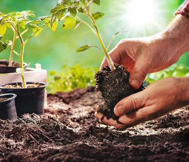 Person planting a young seedling into soil in a garden, with other potted plants nearby and sunlight shining through green foliage in the background.