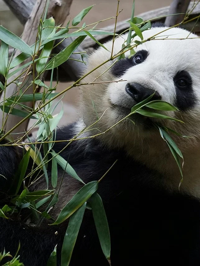 A panda bear eating bamboo surrounded by green bamboo leaves.
