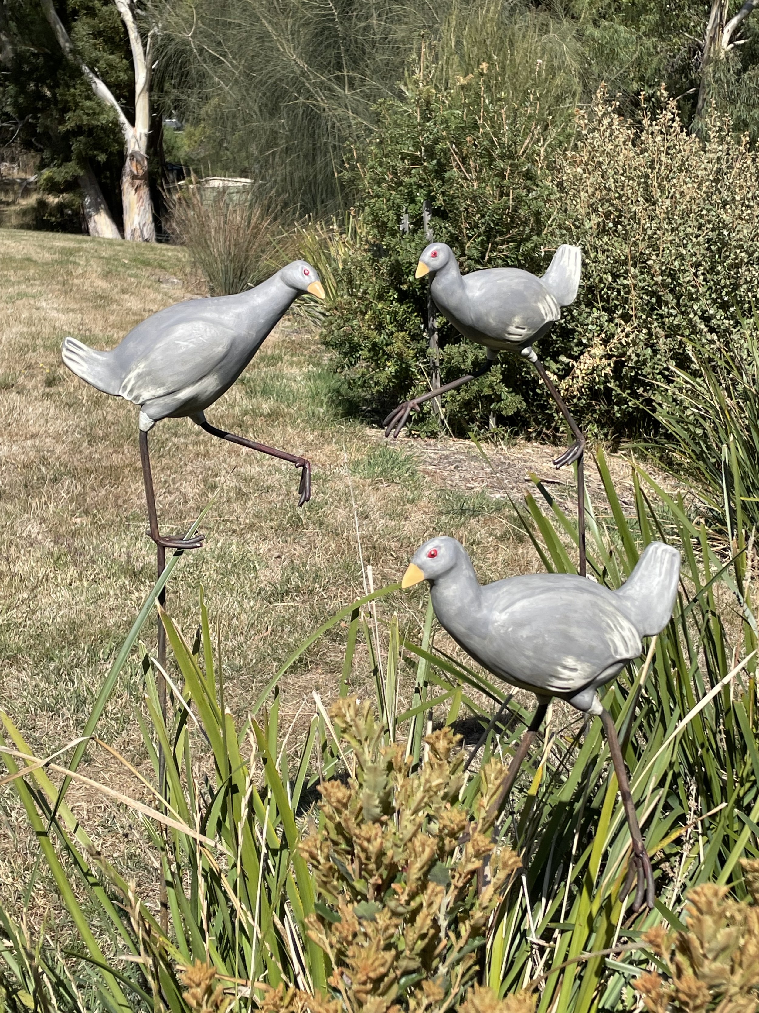 turbo chooks.jpeg