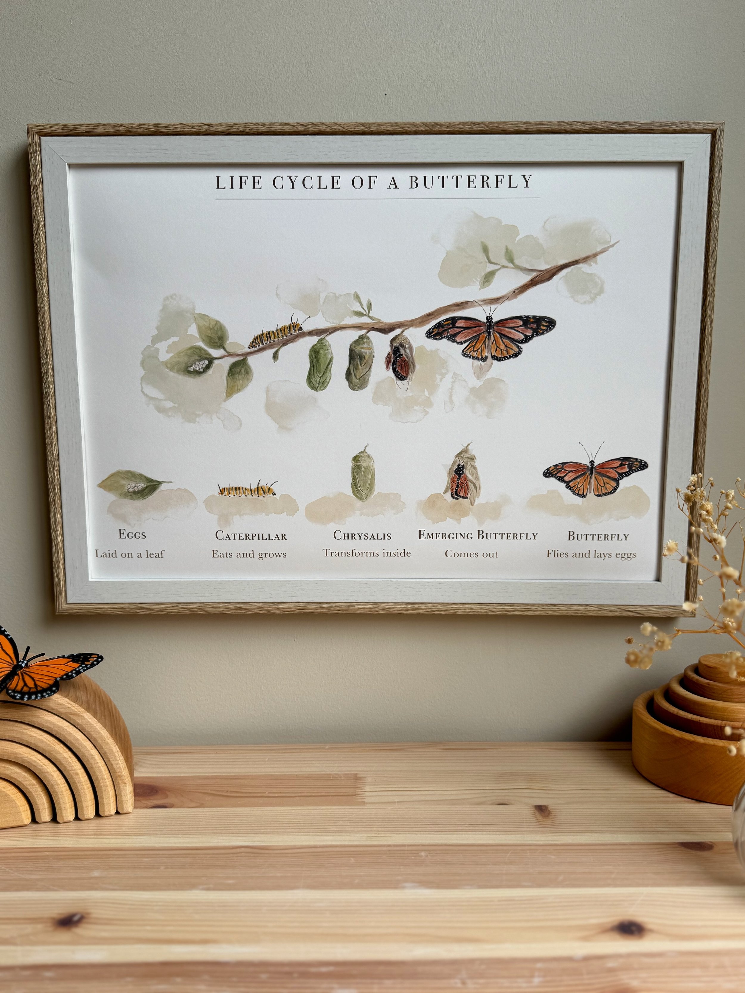 Educational poster titled 'Life Cycle of a Butterfly' showing stages from eggs to butterfly with illustrations and labels.