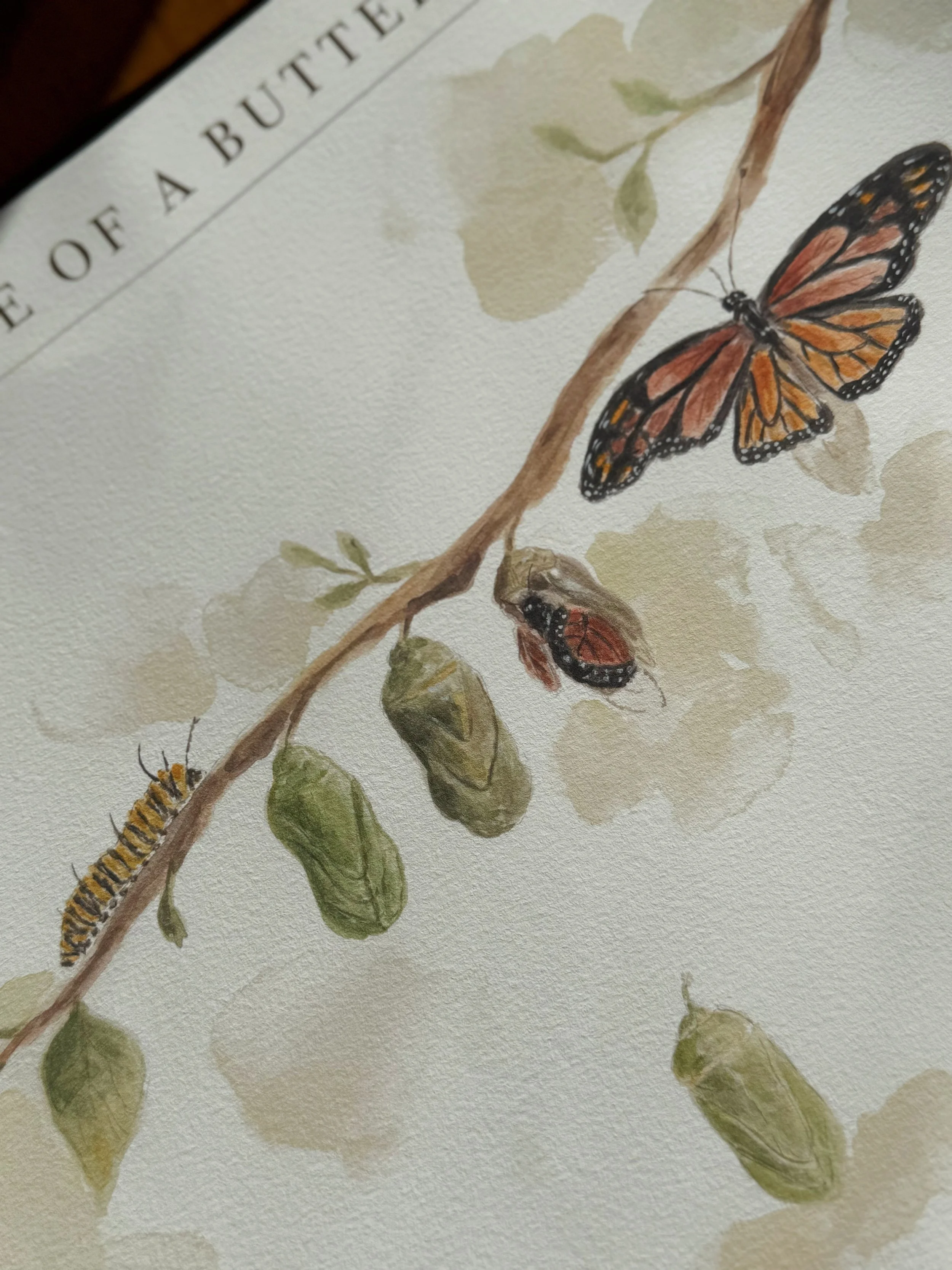Watercolor illustration of a plant with green leaves and three monarch butterflies on and around a branch.