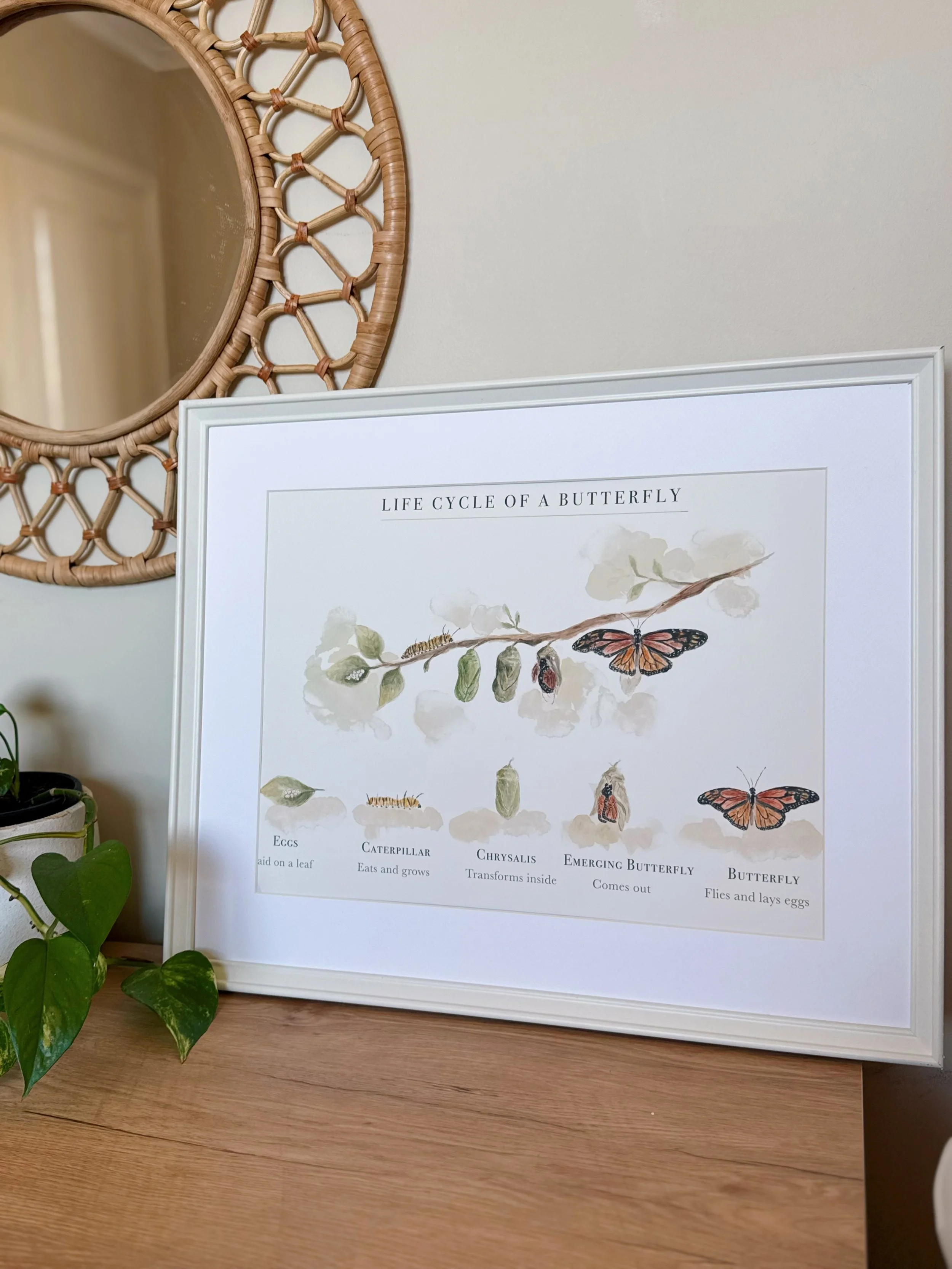 Educational poster titled "Life Cycle of a Butterfly" showing the stages: Eggs, Caterpillar, Chrysalis, Emerging Butterfly, and Butterfly, with illustrations and brief descriptions for each stage.