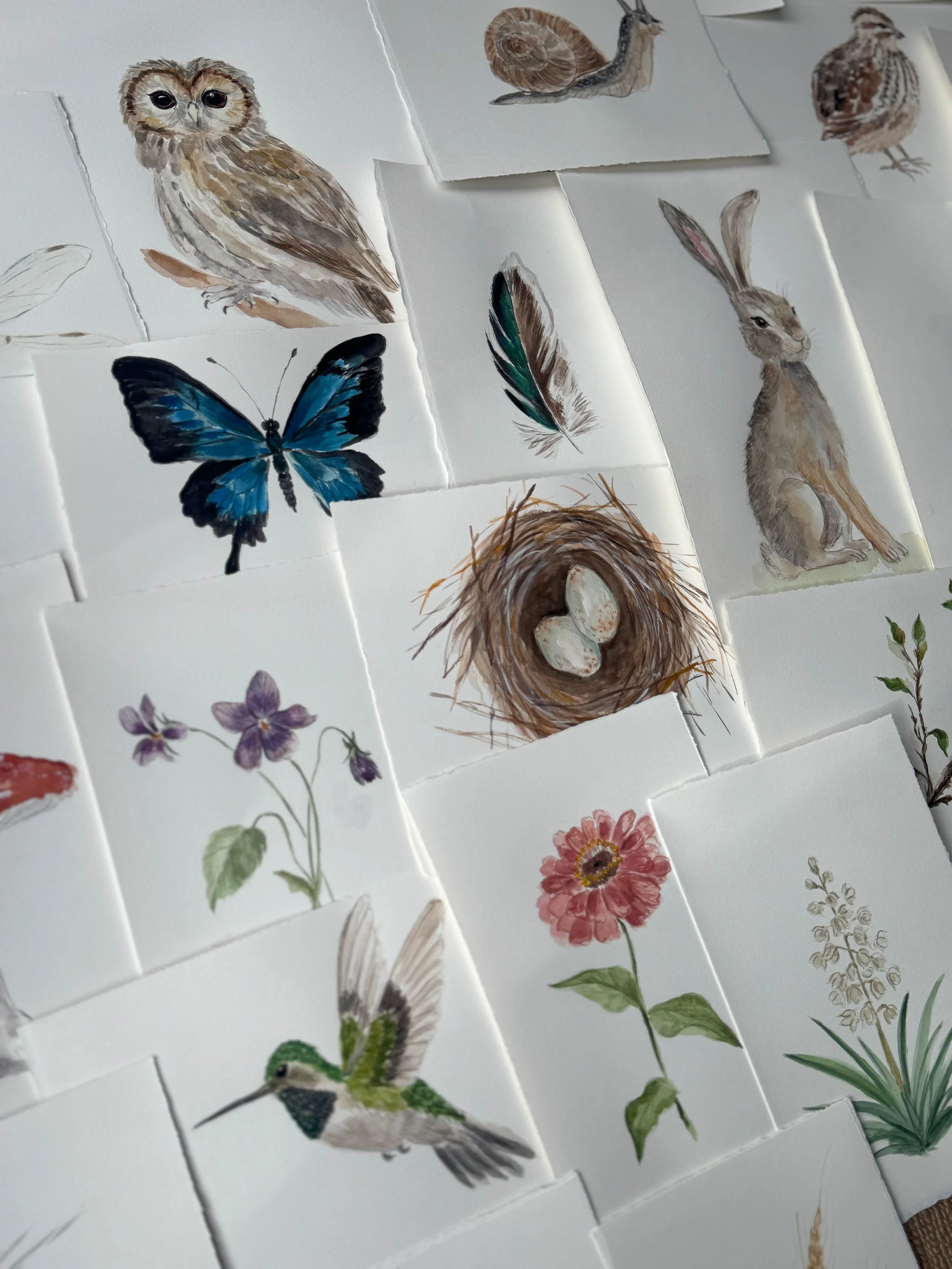 Collection of watercolor illustrations of animals and plants, including an owl, butterfly, snail, rabbit, hummingbird, nest with eggs, and various flowers and leaves.