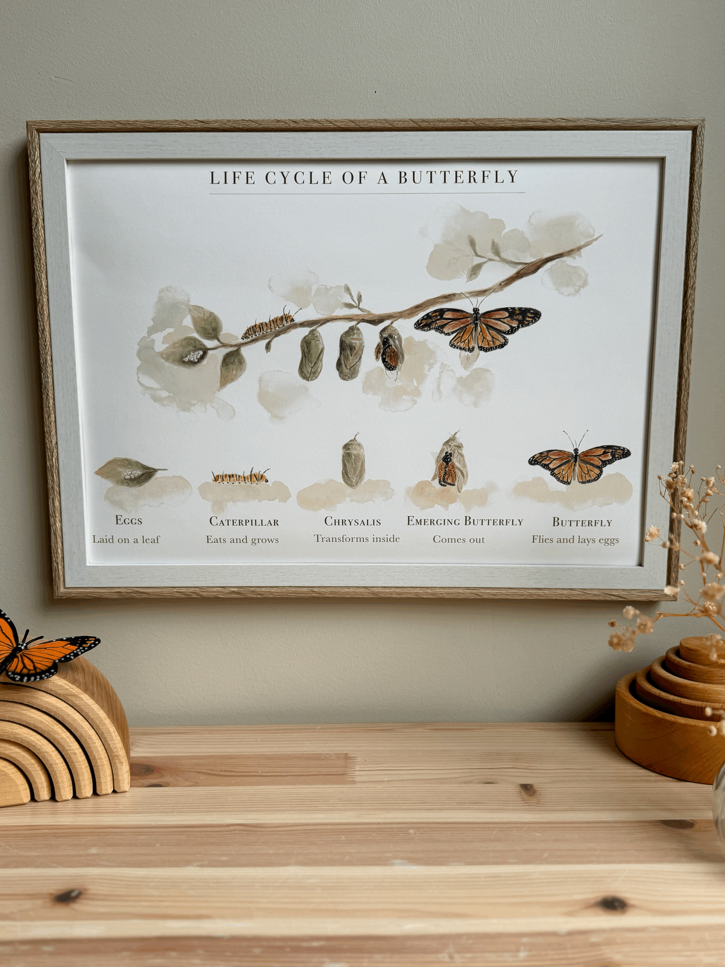 Butterfly Lifecycle