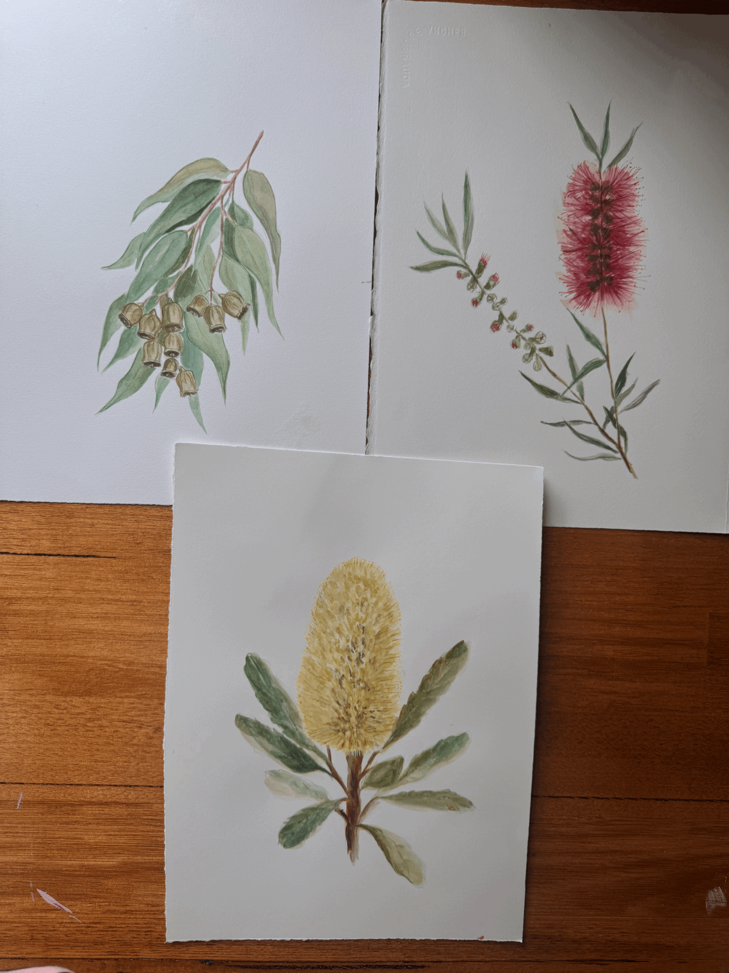 Original Watercolour Australian Plants