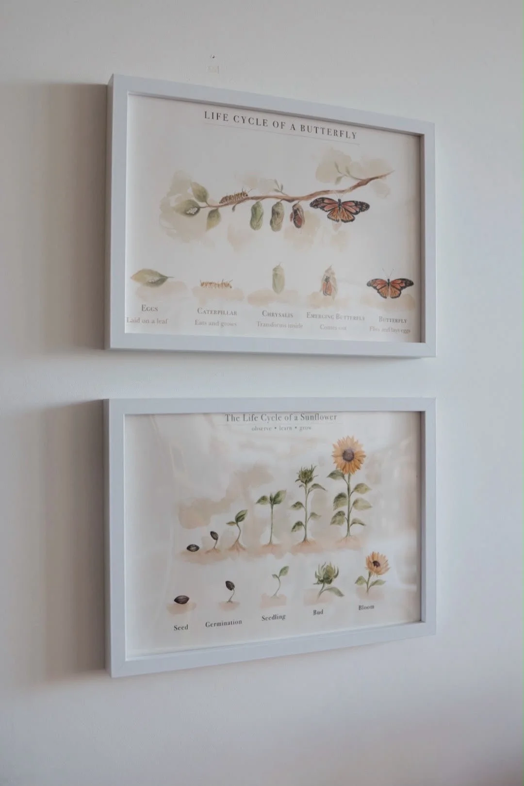 Sunflower & Butterfly Lifecycle BUNDLE