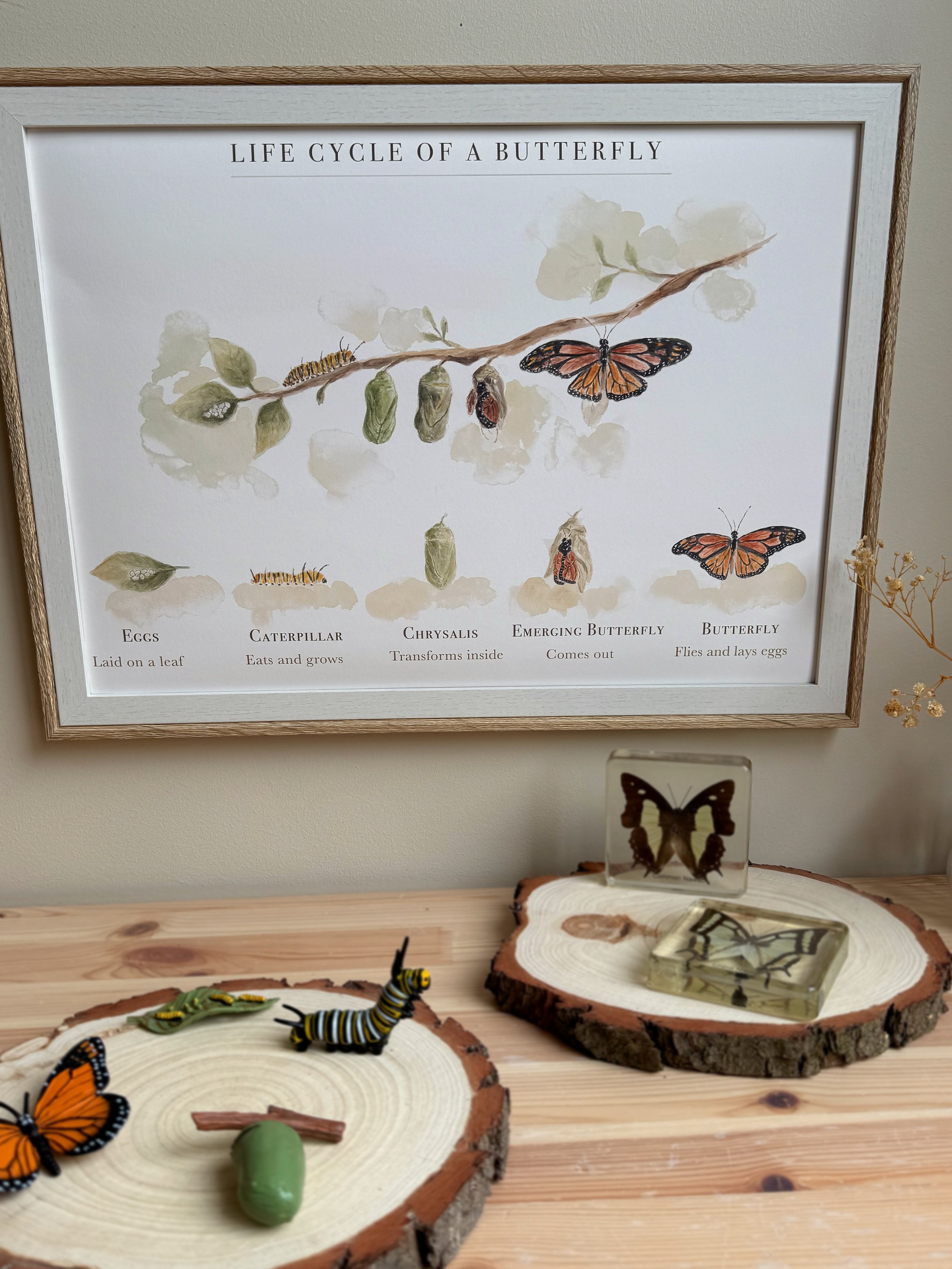 Educational display illustrating the life cycle of a butterfly with labeled stages: eggs, caterpillar, chrysalids, emerging butterfly, and butterfly, including realistic artwork and physical models of insects.