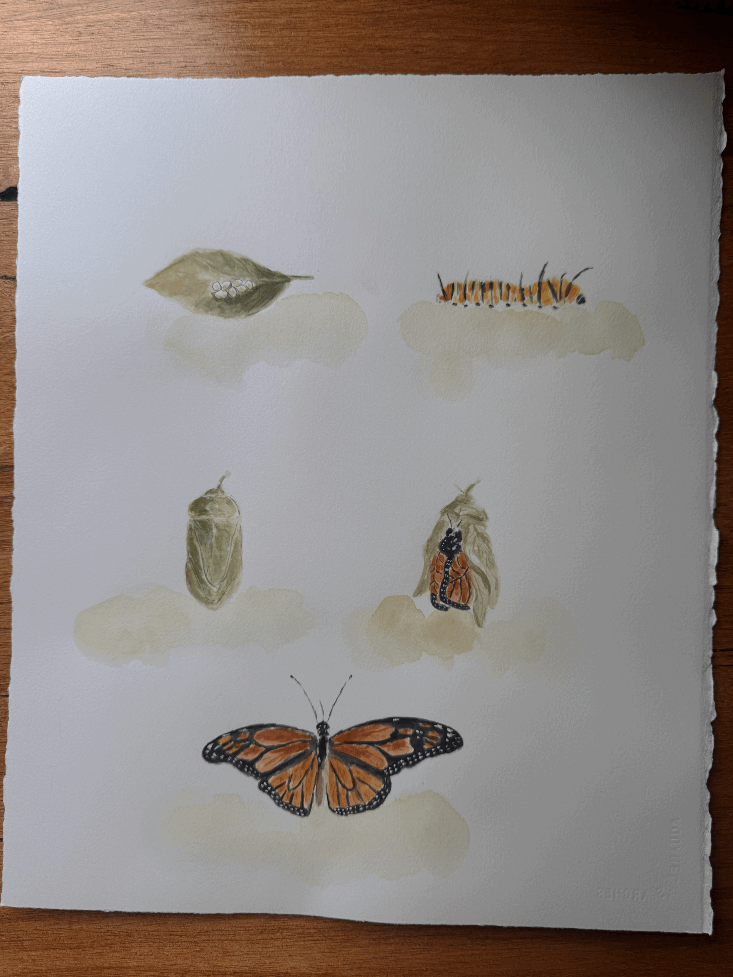 Original Watercolour Butterfly