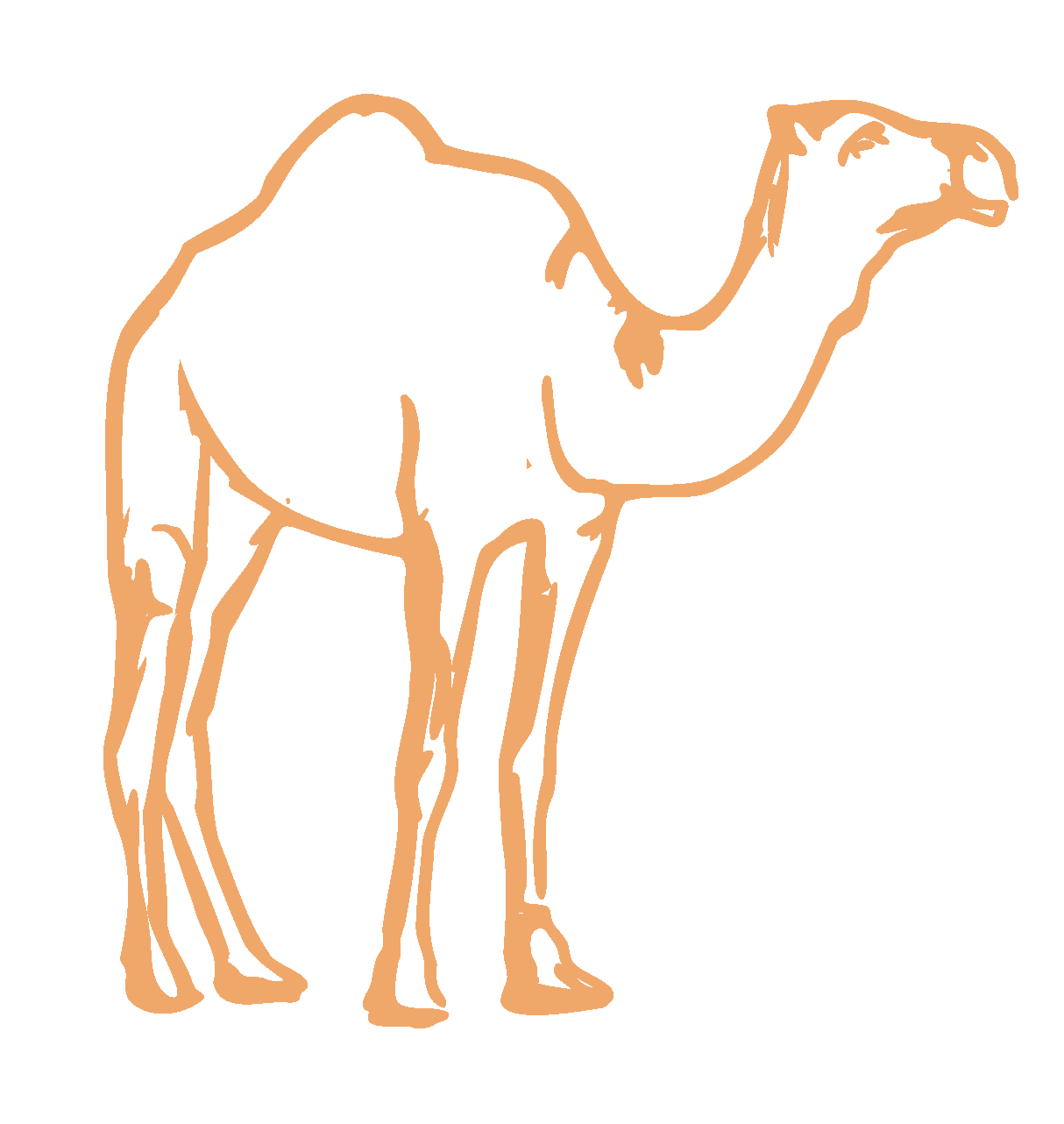 Outline drawing of a camel with a light brown outline.