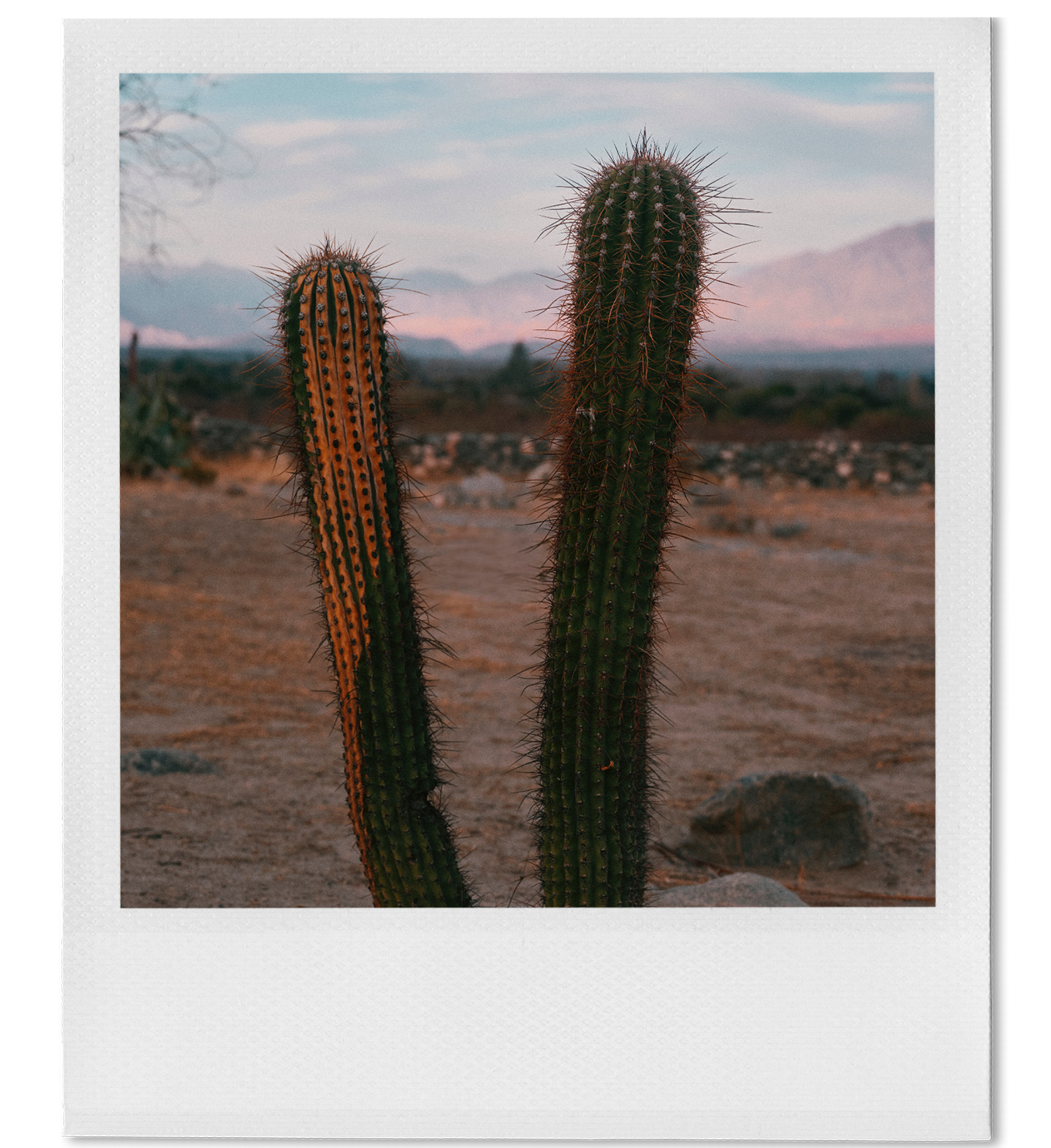 Two tall cacti in a desert landscape with mountains and a partly cloudy sky in the background during sunset.