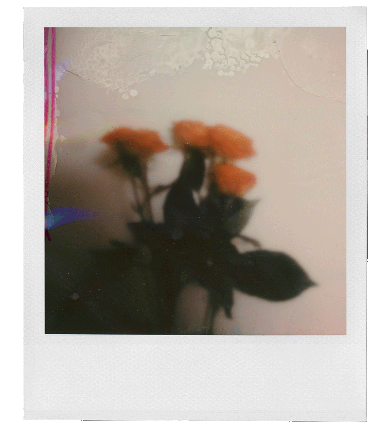 Blurred photograph of orange flowers with dark green leaves on a light background.