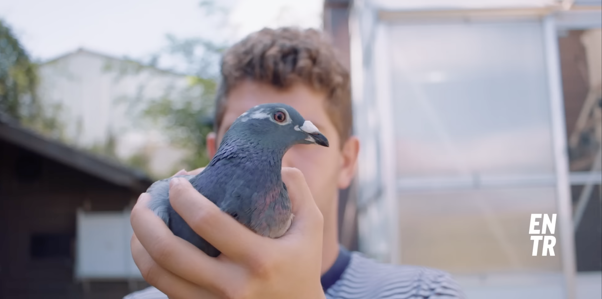 Kobe, the pigeon master